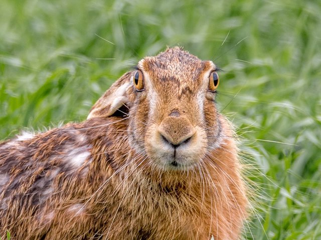 hare-field-2246752